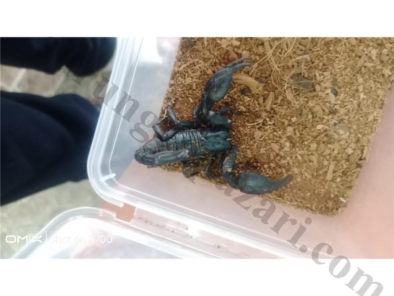 PrehistoricPets garantisi ile Heterometrus Petersii çift